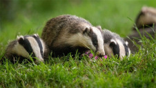 The UK's 2019 'State of Nature' report revealed that most UK species have declined since the 1970s, with 15% now facing extinction